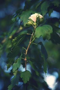 night flower