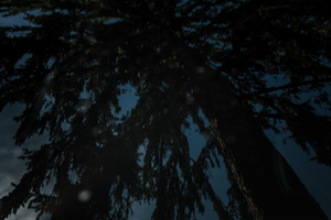 The Trees Have Arms