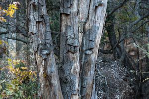 Tree Eyes