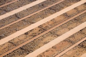 Amazon rainforest cattle