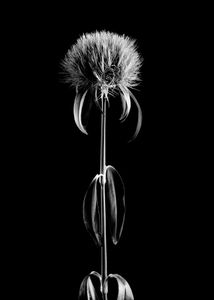 Diantus