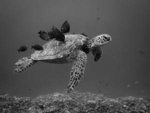 Honolua Cleaning Station