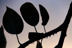 Magnolia leaves in the rain - Oaxaca Mexico