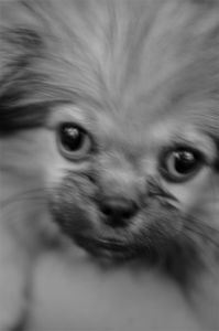 Doggie