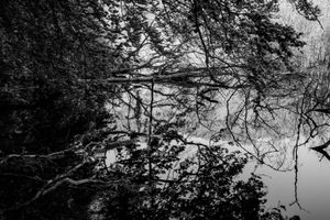 Reflections VI