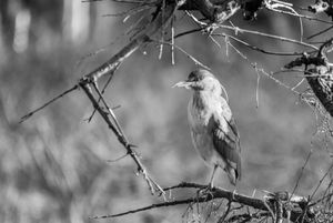Fauna de Buenos Aires