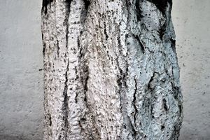Looking for an Ahuehuete - A Part-time Mexican Photographs the Capital