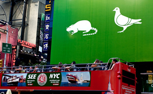 Urban Safari/See NYC