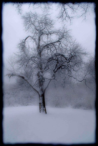 Winter Tree #1