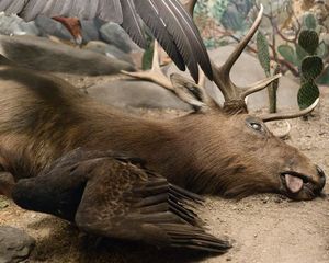 Elk