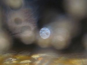 Moon Rise