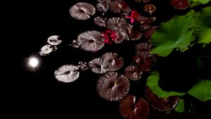 Water Lilies in Silver