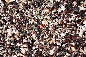 Ocean-dwelling Creature Remains on the Beach in the Galapagos