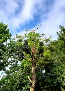Trees 15