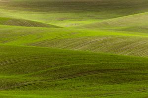 Palouse, WA. Study #21    (46,58.9379N - 117,15.8899W)