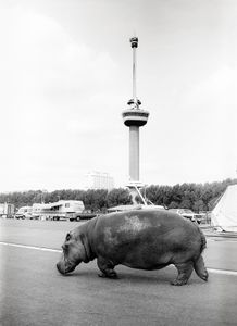 Rotterdam "Landmark tower with Hippo"