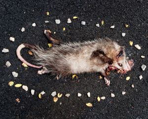 Possum