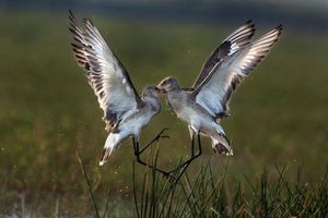 ENCOUNTER OF GODWIT1