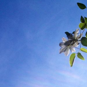 wild flower 1