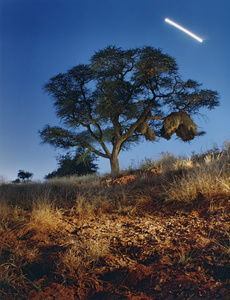 African Nights