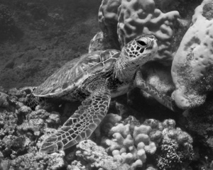 Coral Rest