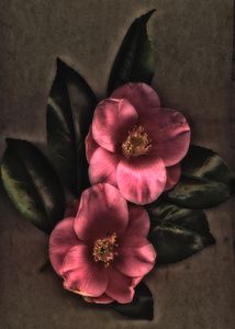 Velvet Camelia