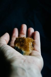 Robin's Wing