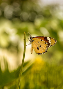 Plain Tiger Butterfly
