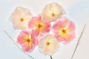 Pastel Flower Joy