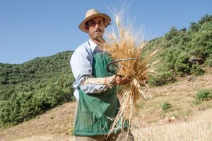 The Wheat Harvester.  Jnane Jbel , Khenifra, Morocco