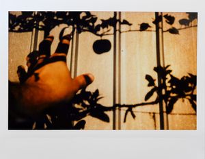Forbidden Fruit