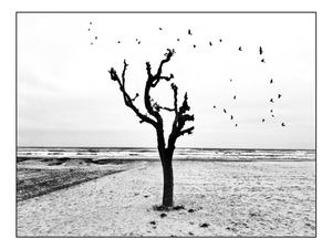 Shy soul - Rinascita