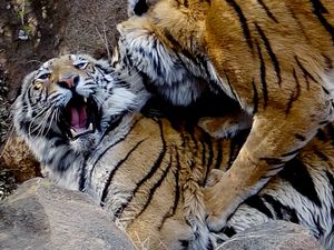 Tigers playing