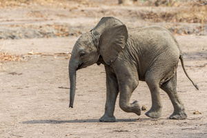 Elephant baby, running! Zambia