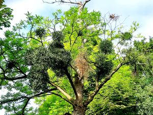 Trees 21
