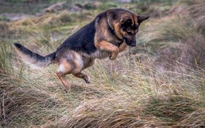 catching a mouse
