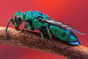 Cuckoo Wasp