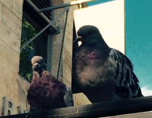 Parisian Pigeons, Paris