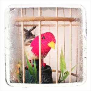 Red bird