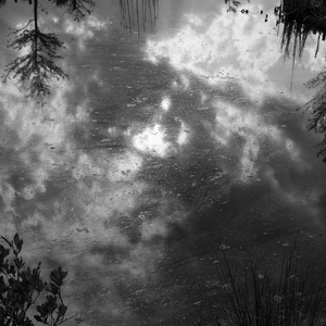 The Pond Project #80