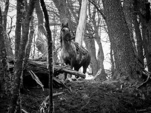 Cabalgando por la Patagonia.