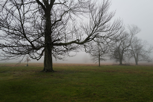 Trees in Fog, New Canaan, CT, 12 12 20, Color
