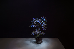 Shaded Lamp, Future Light 2015