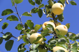 Last sun for ripening