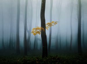 Bones of the Balkans