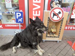 "COZY COLOGNE PARKING LOT DOG" "KUSCHELIGER KÖLNER  PARKPLATZ KÖTER"