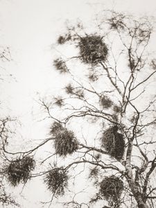 Birds nests