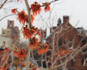 Winter Witch Hazel        Chelsea-Manhattan NYC, USA