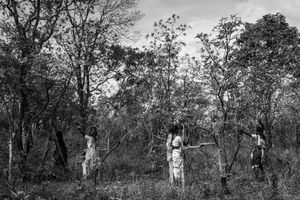 Human & Tiger Conflict