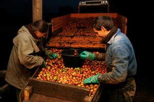 Sorting the good apples from the rotten ones